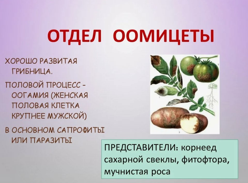 Оомицеты паразиты