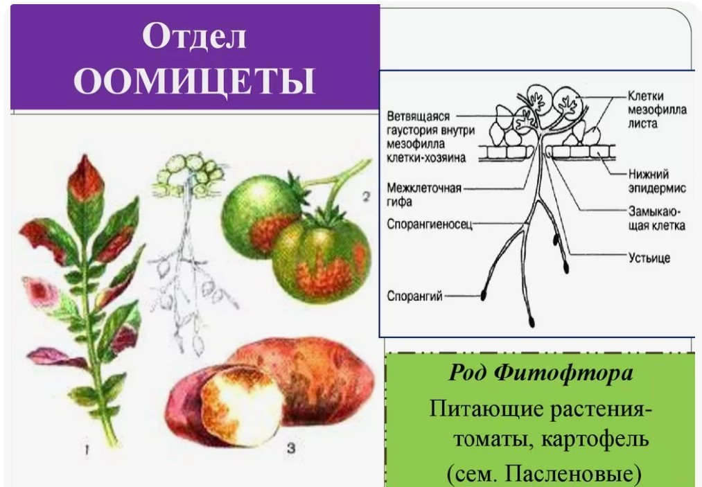 Оомицеты грибов—фикомицетов