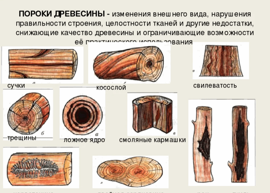 Фауты дерева и древесины